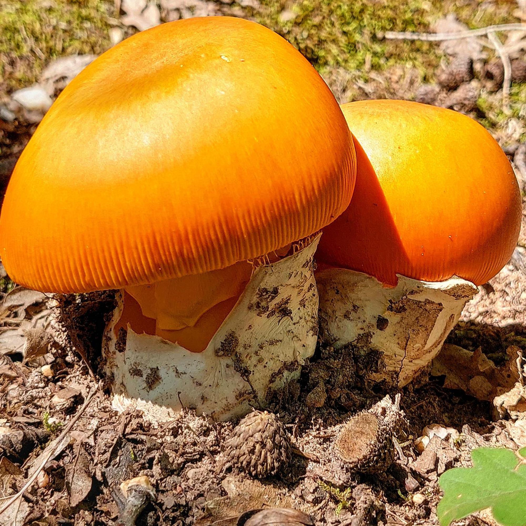 Вилла Golemi Kamik Пирот Экстерьер фото